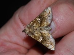 Tyrihjelmfly (Polychrysia moneta)