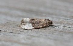 Marbled Orchard Tortrix (Hedya nubiferana)