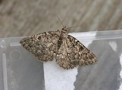 The Annulet (Charissa obscurata)