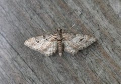 Double-striped Pug (Gymnoscelis rufifasciata)