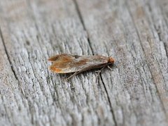 Rødgul reirmøll (Tinea semifulvella)