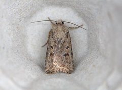 Pale Mottled Willow (Caradrina clavipalpis)