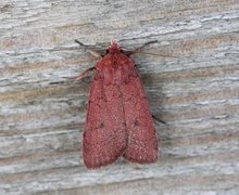 Neglected Rustic (Xestia castanea)