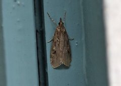Large Grey (Scoparia subfusca)
