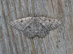 The Annulet (Charissa obscurata)