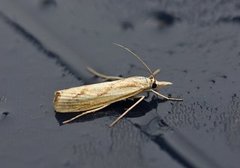 Gul nebbmott (Agriphila inquinatella)