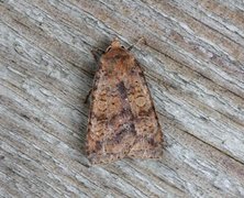 Barred Chestnut (Diarsia dahlii)
