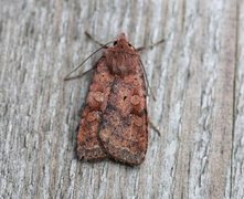 Barred Chestnut (Diarsia dahlii)
