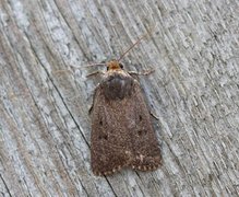 Mouse Moth (Amphipyra tragopoginis)