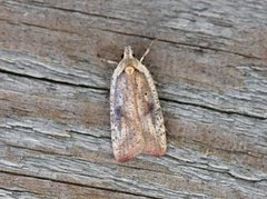 Dark-fringed Flat-body (Agonopterix nervosa)