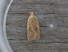 Dark-fringed Flat-body (Agonopterix nervosa)
