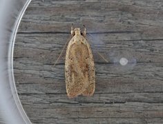 Agonopterix nervosa