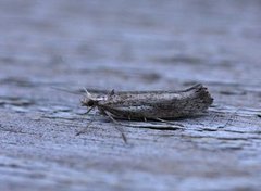 White-shouldered Smudge (Ypsolopha parenthesella)