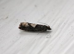 White-blotch Bell (Epinotia trigonella)