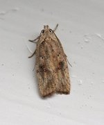 Dark-fringed Flat-body (Agonopterix nervosa)