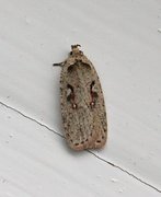 Agonopterix ocellana