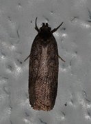 Common Flat-body (Agonopterix heracliana)