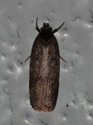 Agonopterix heracliana