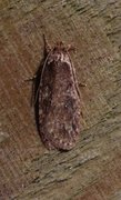 Common Flat-body (Agonopterix heracliana)