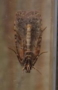 Common Flat-body (Agonopterix heracliana)