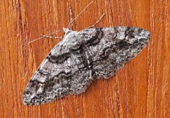 Ringed Carpet (Cleora cinctaria)