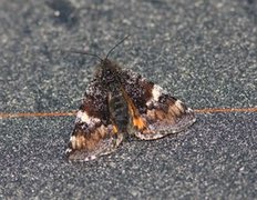 Orange Underwing (Archiearis parthenias)