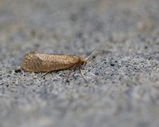 Large Long-horn (Nematopogon swammerdamella)