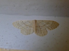 Randengmåler (Idaea biselata)