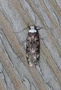 White-shouldered House Moth (Endrosis sarcitrella)