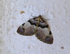 The Streamer (Anticlea derivata)