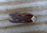 Seljeflatvikler (Acleris hastiana)