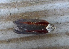 Seljeflatvikler (Acleris hastiana)