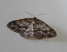 Ringed Carpet (Cleora cinctaria)