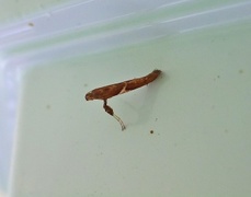 Caloptilia stigmatella