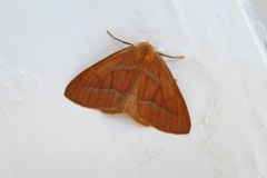 Barred Red (Hylaea fasciaria)