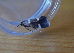 Currant-shoot Borer (Lampronia capitella)