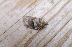 Dark-barred Tortrix (Syndemis musculana)