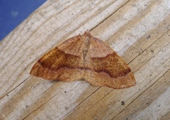 Barred Umber (Plagodis pulveraria)