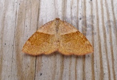 Barred Umber (Plagodis pulveraria)