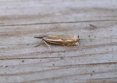 Hook-streaked Grass-Veneer (Crambus lathoniellus)