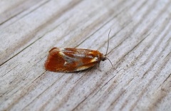Brassy Tortrix (Eulia ministrana)