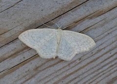 Cream Wave (Scopula floslactata)