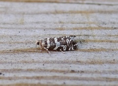 Common Spruce Bell (Epinotia tedella)