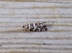 Stripet grankveldvikler (Epinotia tedella)