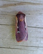 Flame Shoulder (Ochropleura plecta)