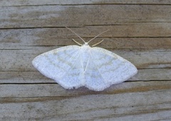 Common Wave (Cabera exanthemata)