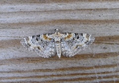 Revebjelledvergmåler (Eupithecia pulchellata)