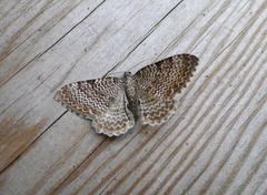 Scallop Shell (Rheumaptera undulata)