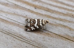 Common Spruce Bell (Epinotia tedella)