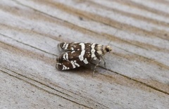 Stripet grankveldvikler (Epinotia tedella)